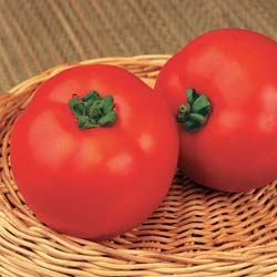 Tomate Merveille des marchs